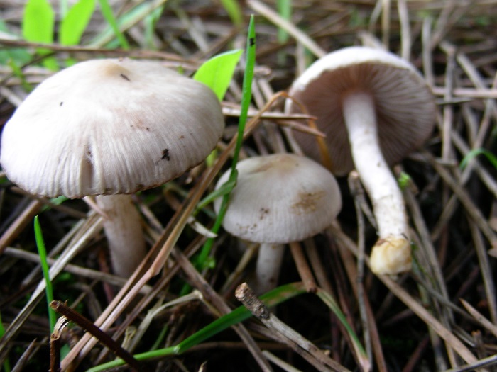 583 Febbraio vecchio ritrovamento